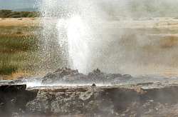 Mzima Springs.