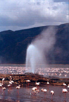 Lake Bogoria Hot-Springs.