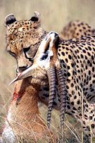 Cheeter with a Kill in Masai Mara