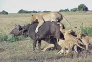 Man Eaters of Tsavo ( Tsavo Lions ) attacking a Buffalo