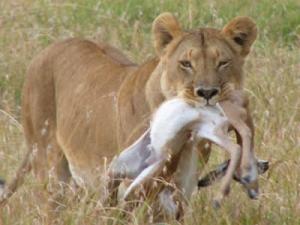 Lion with a Catch in Masai Mara