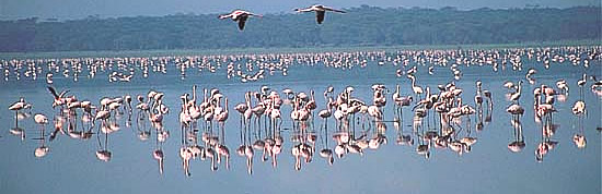 Lake Nakuru Flamingoes.