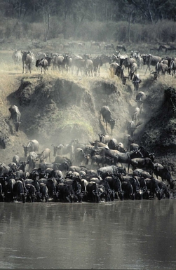 Wildebeest Migration in Masai Mara.