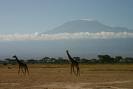  Giraffes at Amboseli National Park.