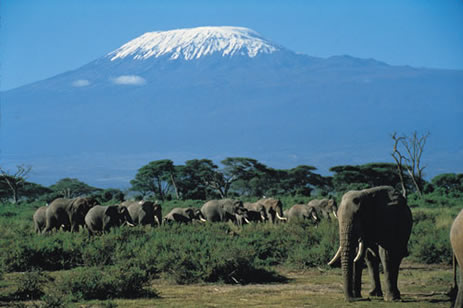 Amboseli Elephants with Mount Kilimanjaro Background