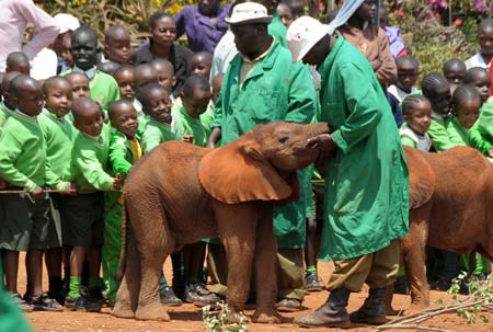 Daphne Sheldrick Elephant Orphanage