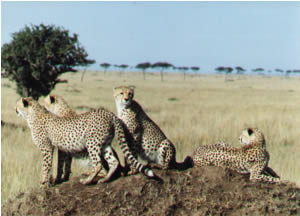 Cheetahs In Masai Mara Game Reserve