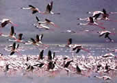 Lake Nakuru Flamingoes