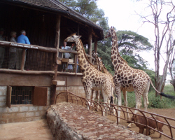 Nairobi Giraffe Center.