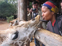 Giraffe Center Nairobi Tour