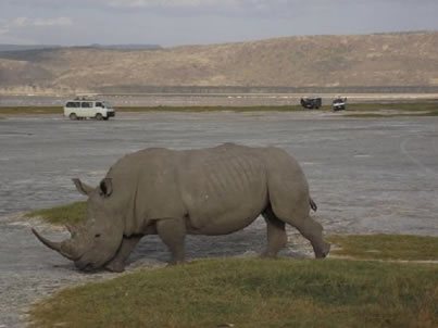 Lake Nakuru National Park Excursions.