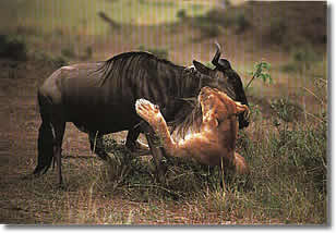 Lion Killing In Masai Mara.