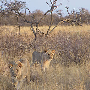Tsavo West National Park Lions.